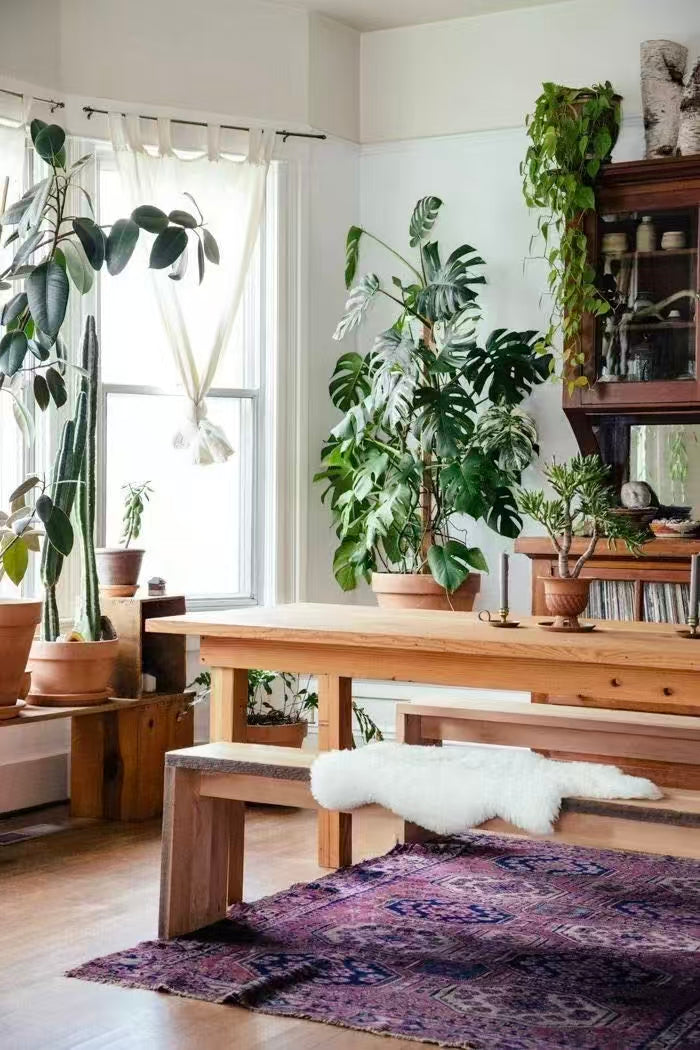 Stop treating your plants like trash! (A Practical Guide to Creating a Beautiful, Thoughtful Indoor Green Corner)