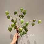 Four forest green lantern fruits