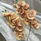 Two dark brown Phalaenopsis orchids, height 68cm