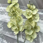 Two Matcha Green Phalaenopsis Orchids Height 68cm