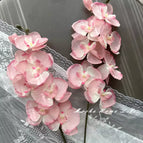 Two coral pink Phalaenopsis orchids height 68cm