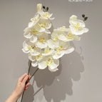 Two spring white Phalaenopsis orchids