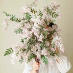 [6 pieces] Yingxue Sophora japonica (best effect)