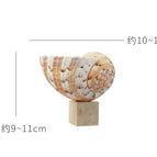 Organ Snail Type A - Travertine Square Bottom